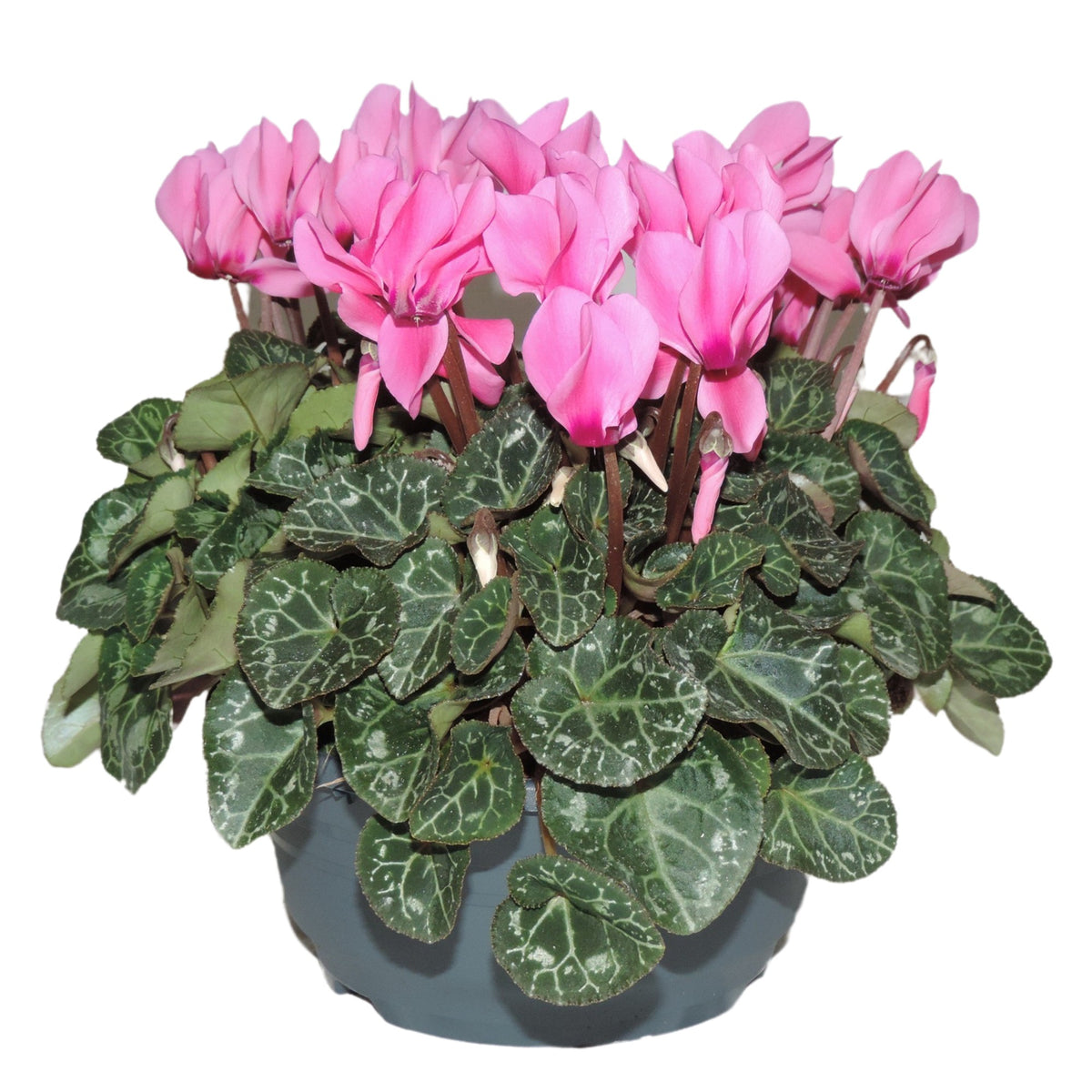 Cyclamen Verano 25cm 19cm Pot