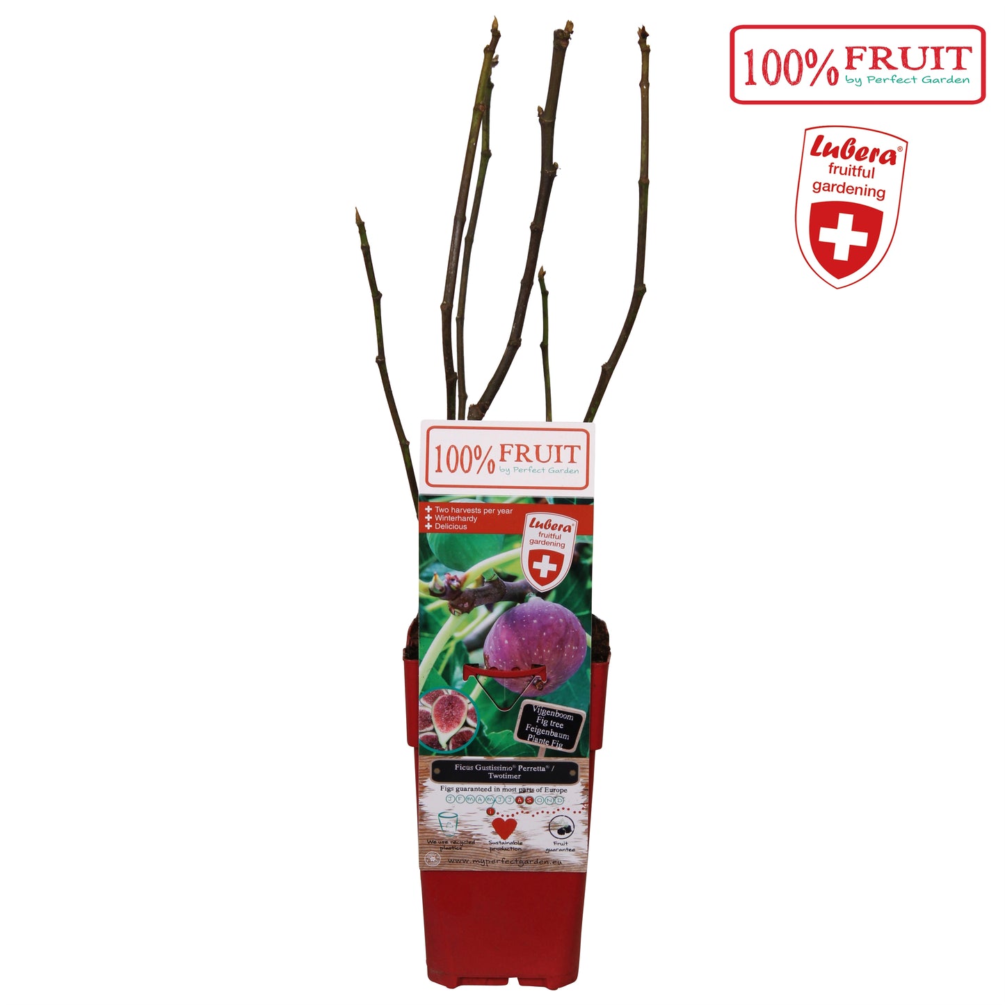 Hoogeveen Plants BV Ficus carica ("Fig") Pack of 10