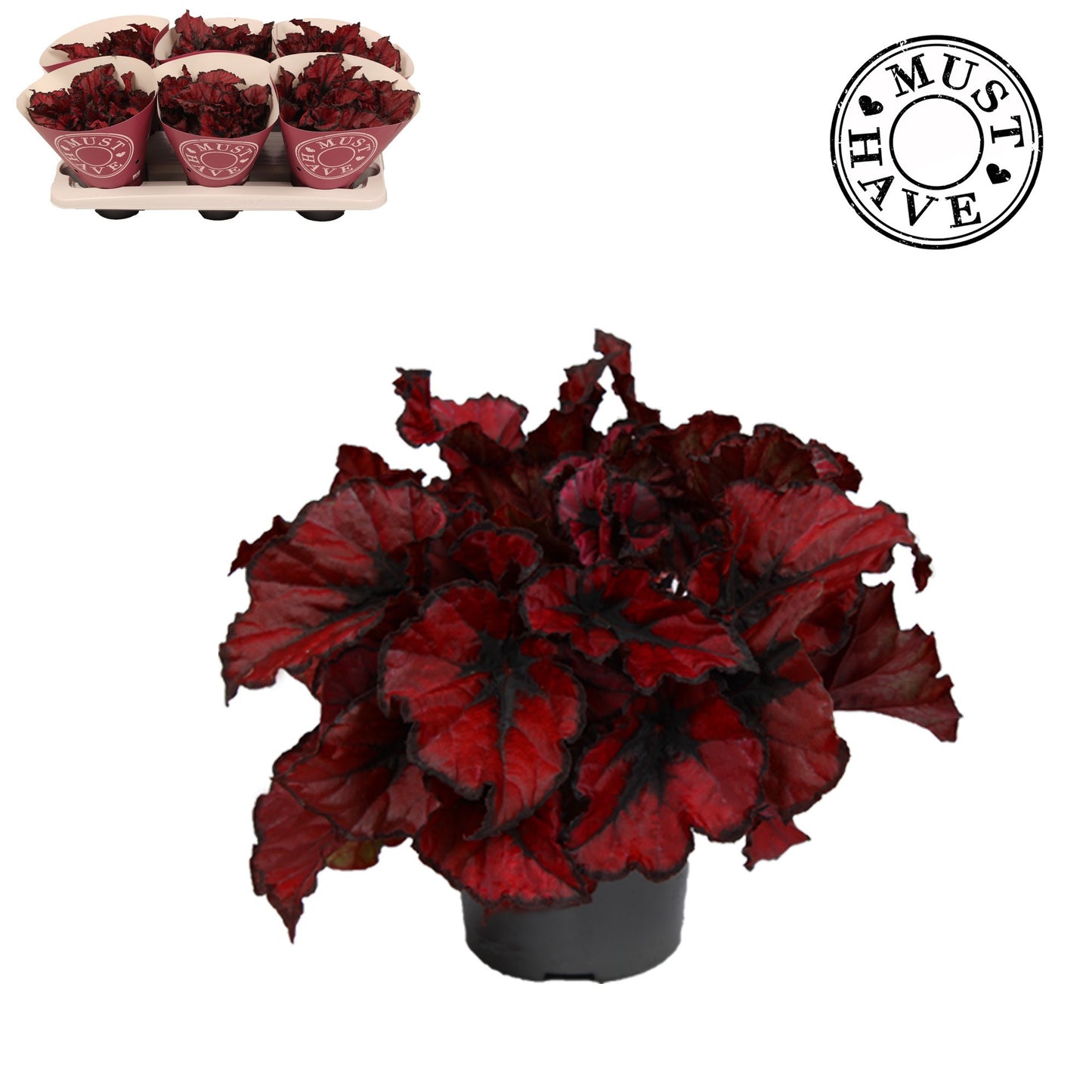 Begonia Kohala Red 25cm 13cm Pot