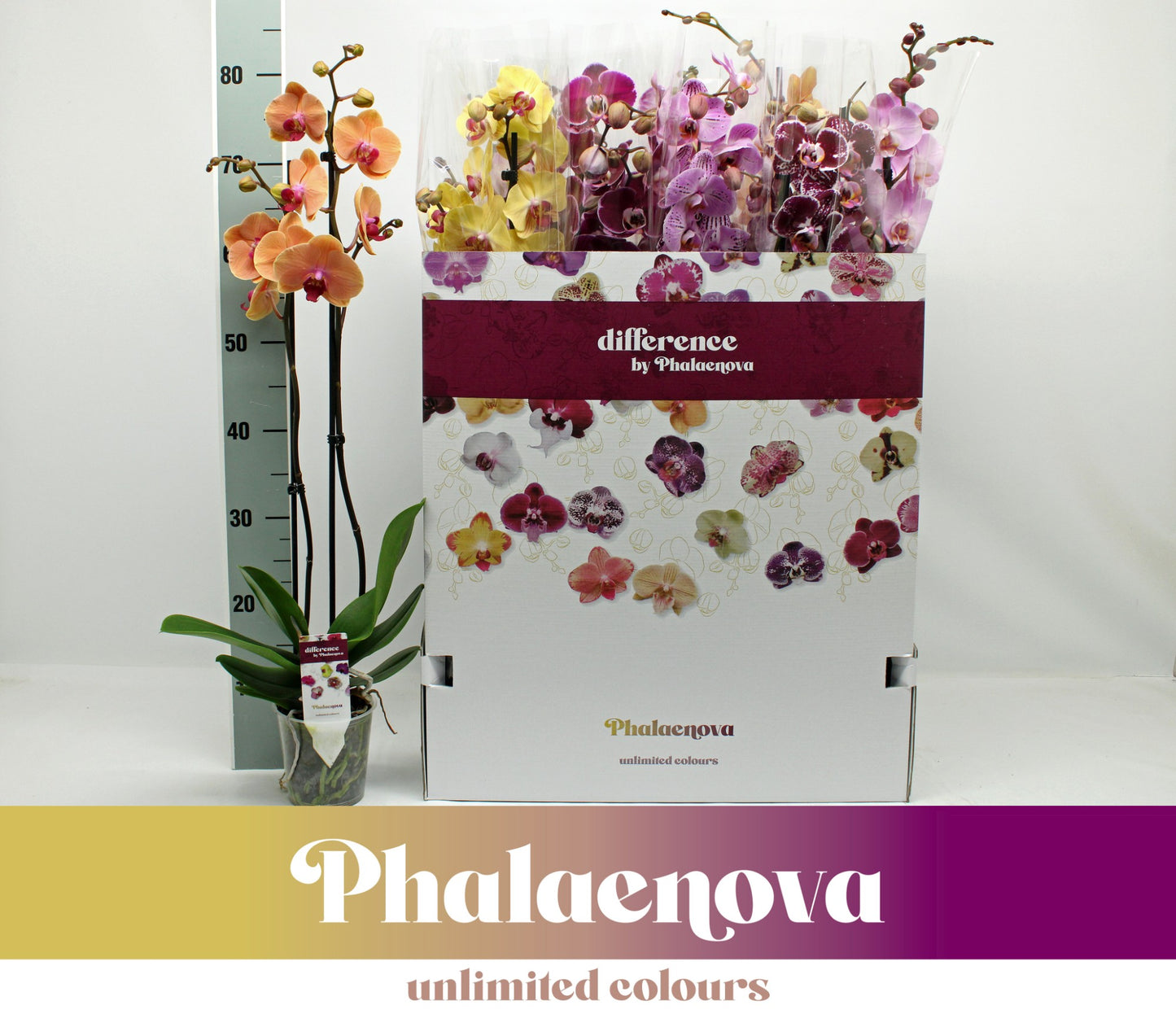 Phalaenopsis mix 12 colors 75cm 12cm Pot