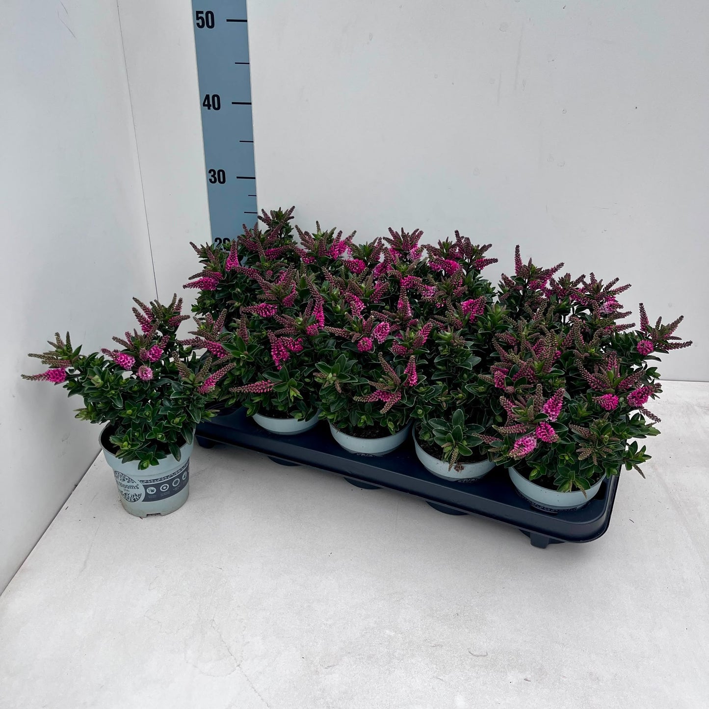 Hebe All Blooms pink 25cm 510cm Pot