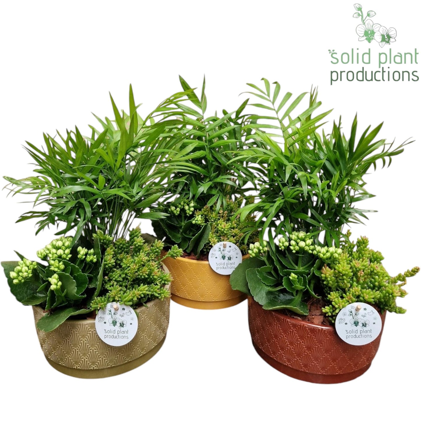 JT008 Sarah Chamaedorea 35cm 19cm Pot