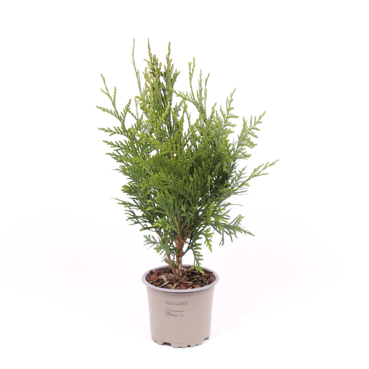 Thuja plicata Excelsa 20cm 11cm Pot