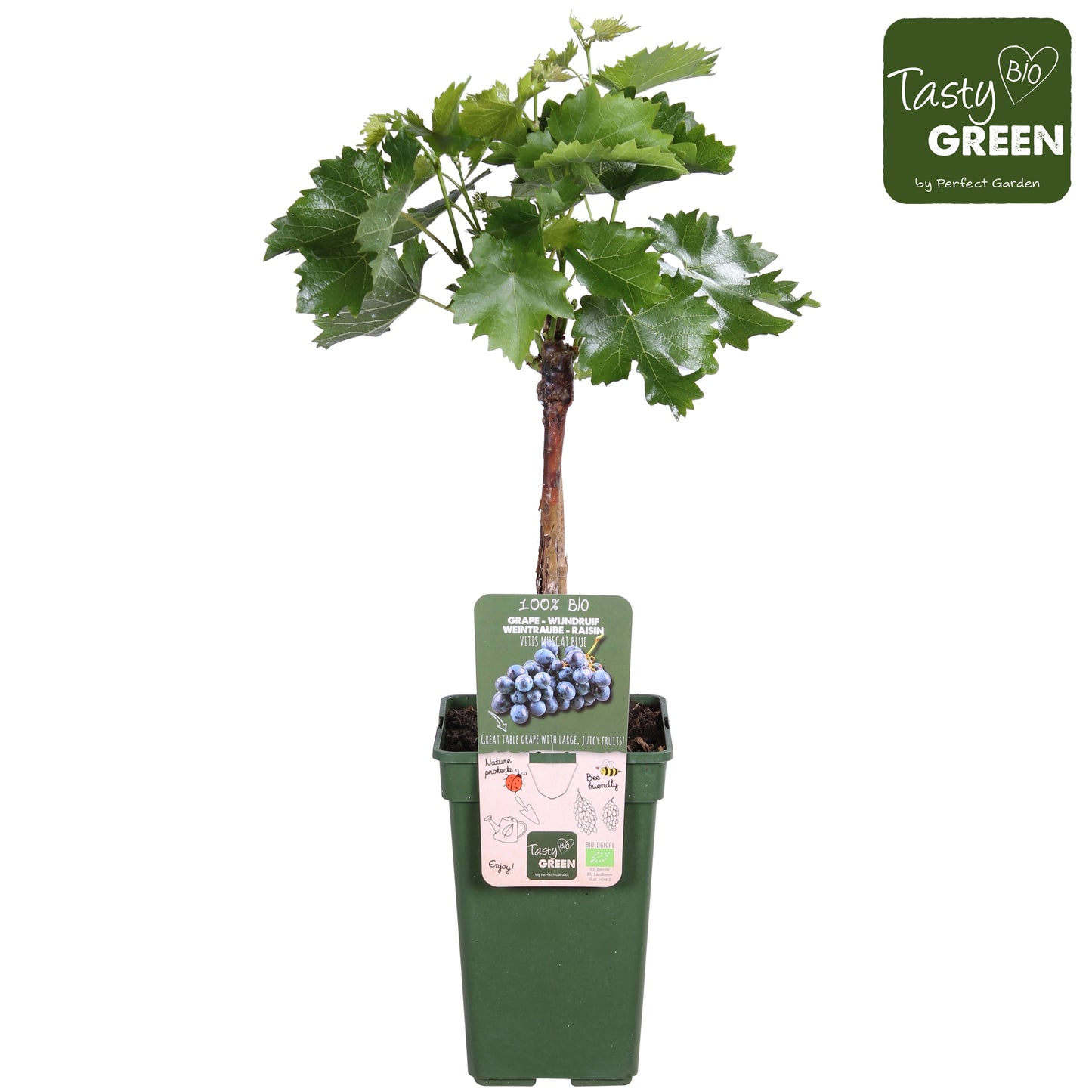 Vitis vinifera (White Grape) 50cm 19cm Pot