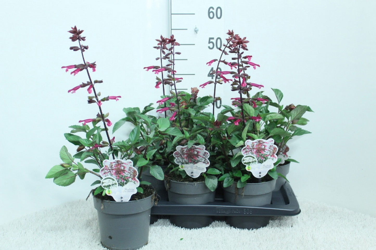 Salvia officinalis 50cm 17cm Pot