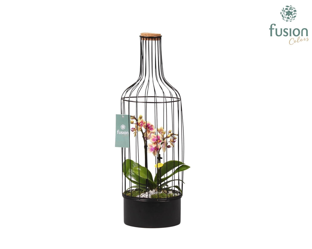 Metalen fles met kurk zwart groot met Phalaenopsis 55cm 17cm Pot
