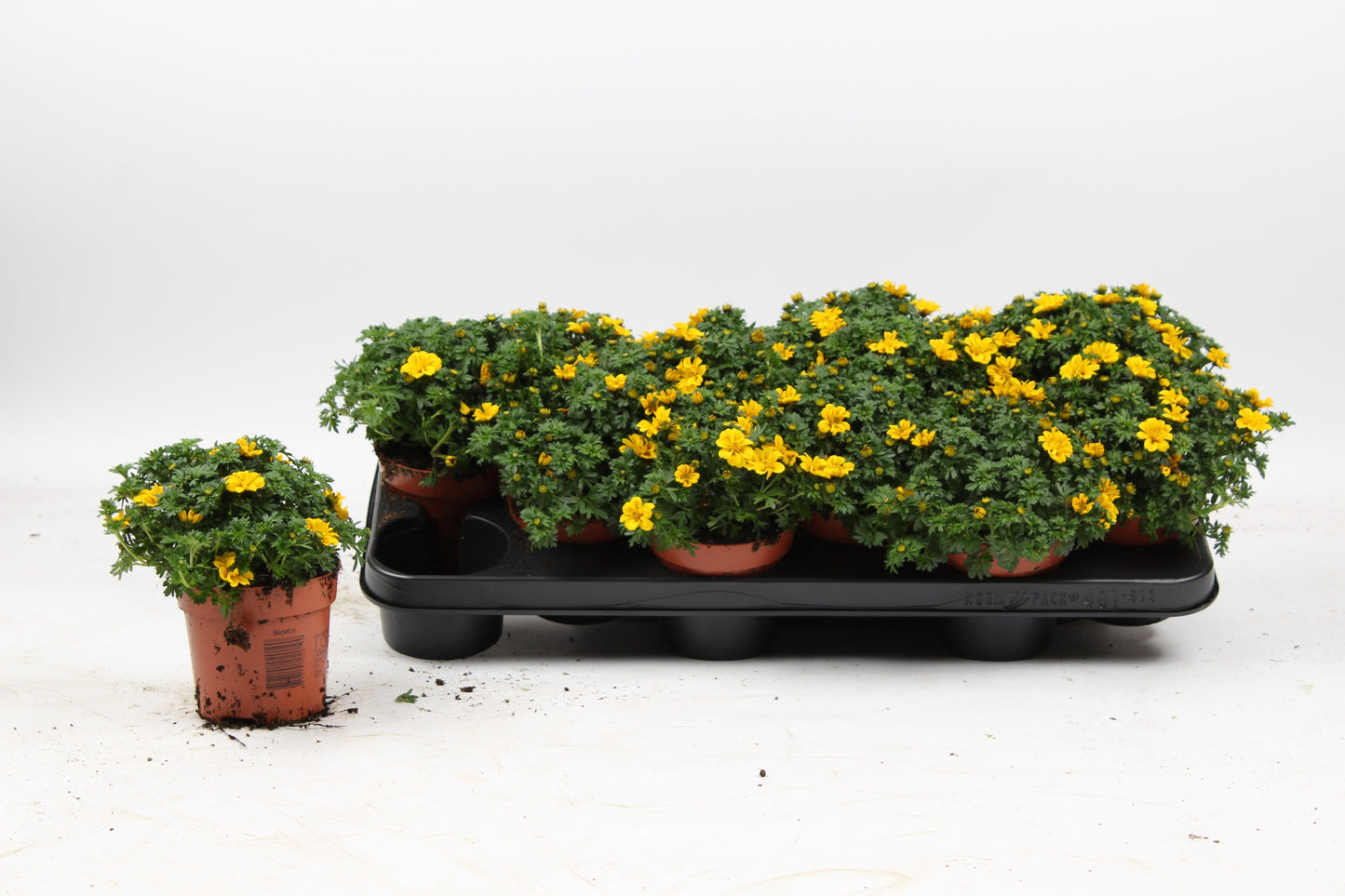 Bidens Hybrid 17cm 510cm Pot