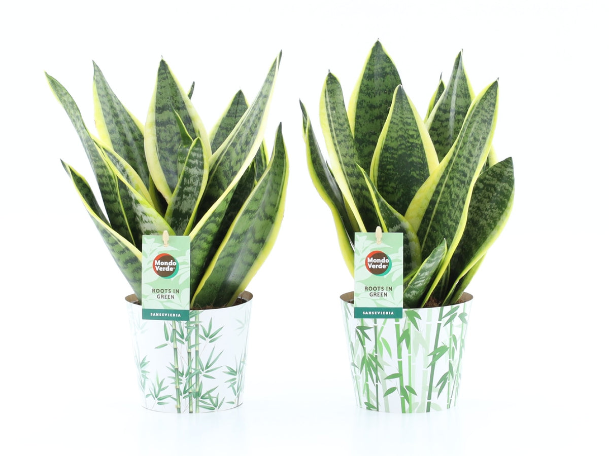 Sansevieria Futura Superba 35cm 12cm Pot