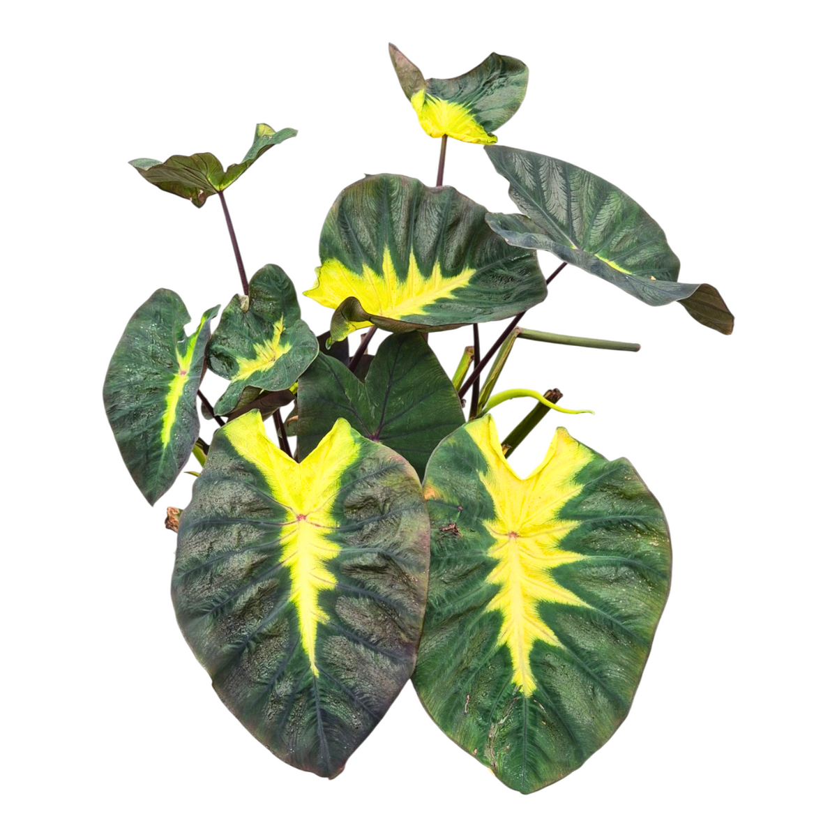 Colocasia Pharaohs Mask 130cm 30cm Pot