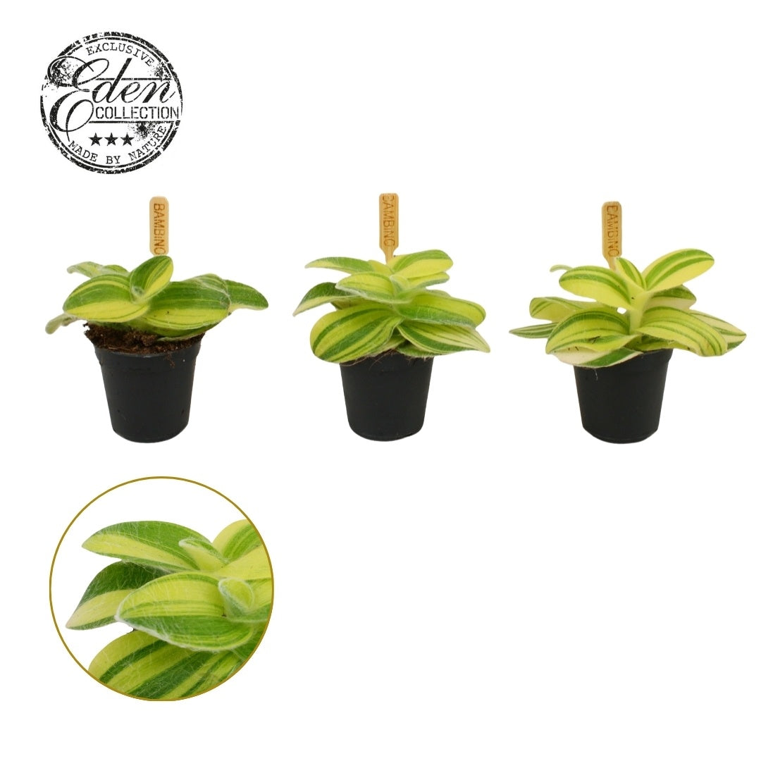 Tradescantia zebrina 10cm 505cm Pot