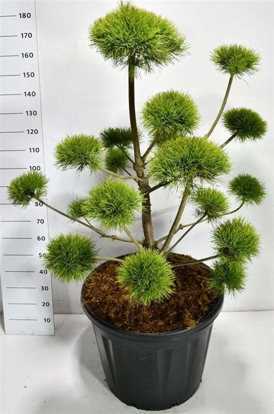 Pinus hybrid 190cm 65cm Pot