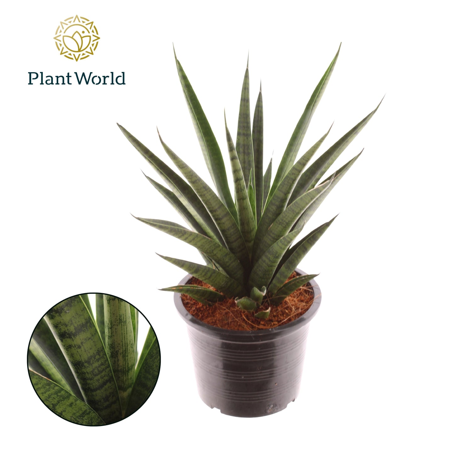 Sansevieria trifasciata 37cm 14cm Pot