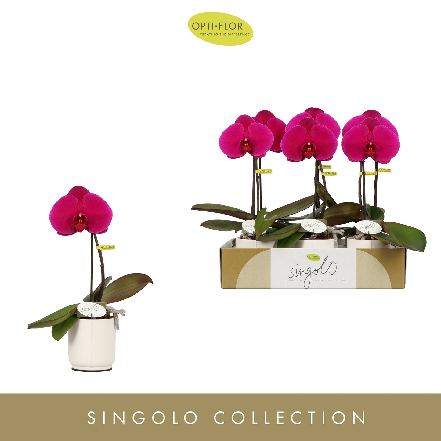Opti-Flor Phalaenopsis Singolo Shima (+ drp.ceramic) Pack of 6