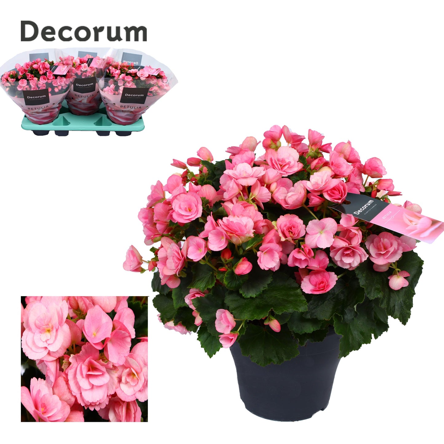Have BV. J.&.P. ten Begonia elatior Betulia Candy Pack of 3