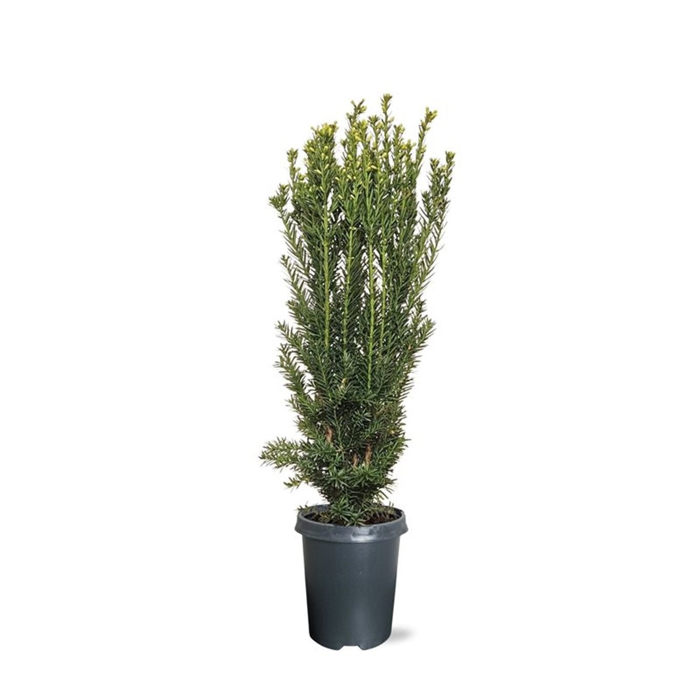 Taxus media Hillii 90cm 21cm Pot