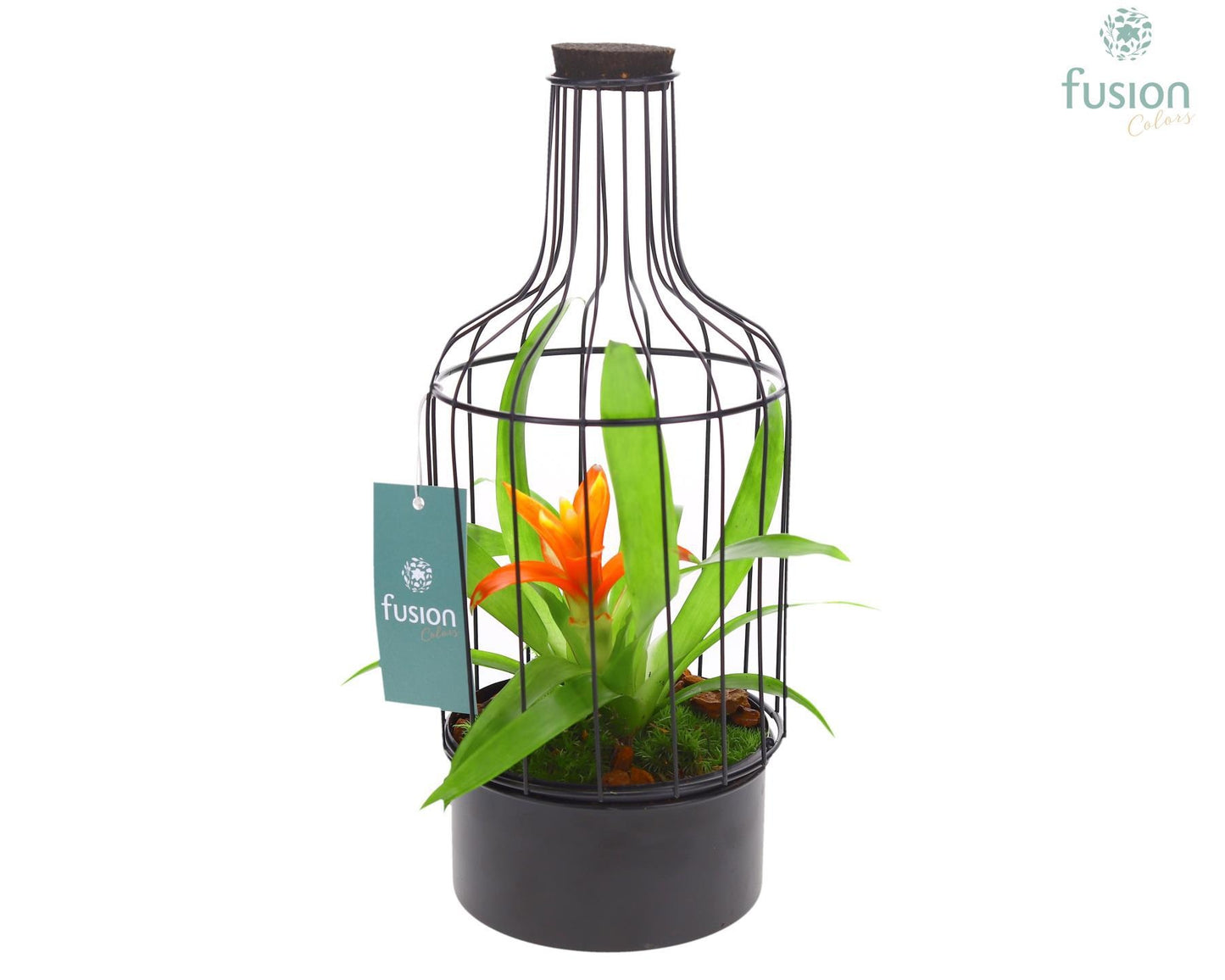 arr. Bromelia 29cm 13cm Pot