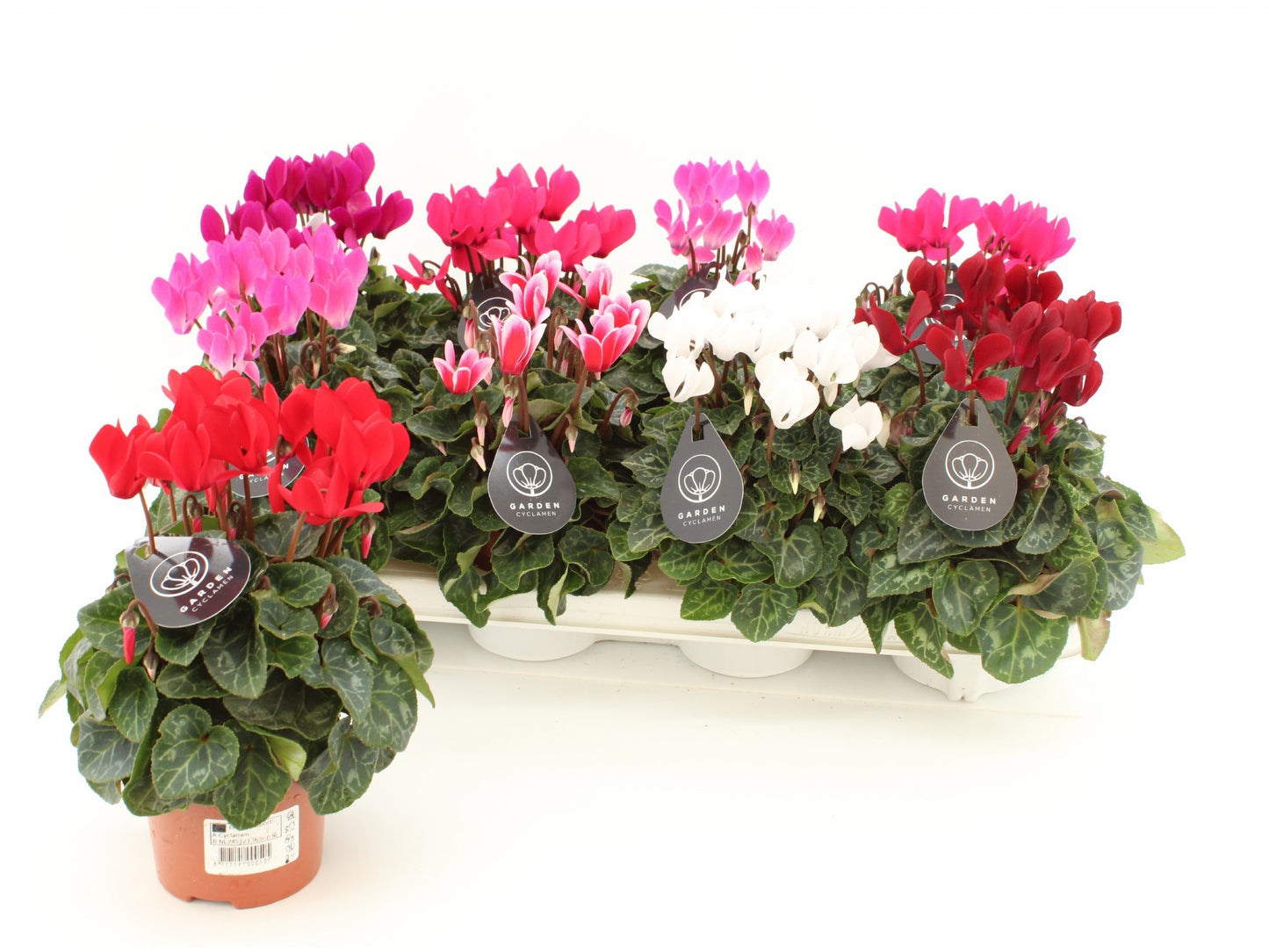 Cyclamen Veranda Selections 21cm 510cm Pot