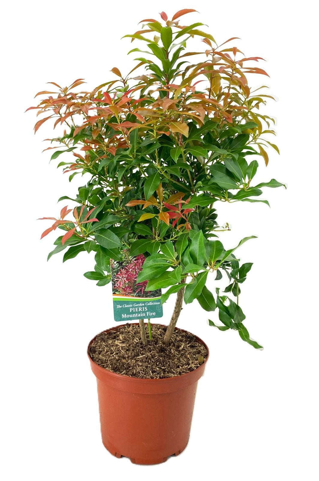 Tetrapanax papyrifer 'Rex' 80cm 24cm Pot