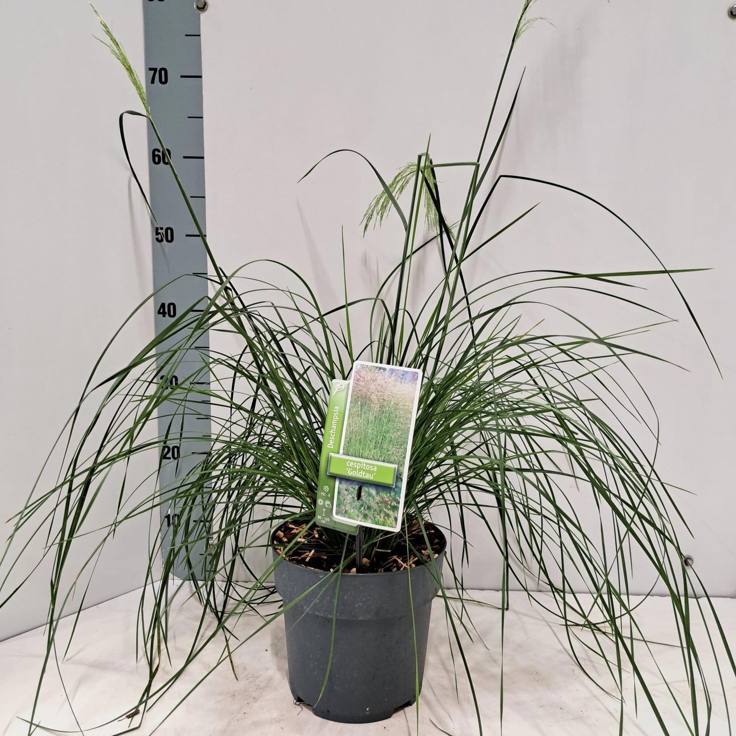 Deschampsia Goldtau 50cm 19cm Pot