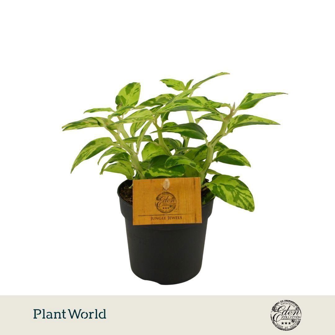 Pedilanthus tith. Green Blush 15cm 10.5cm Pot