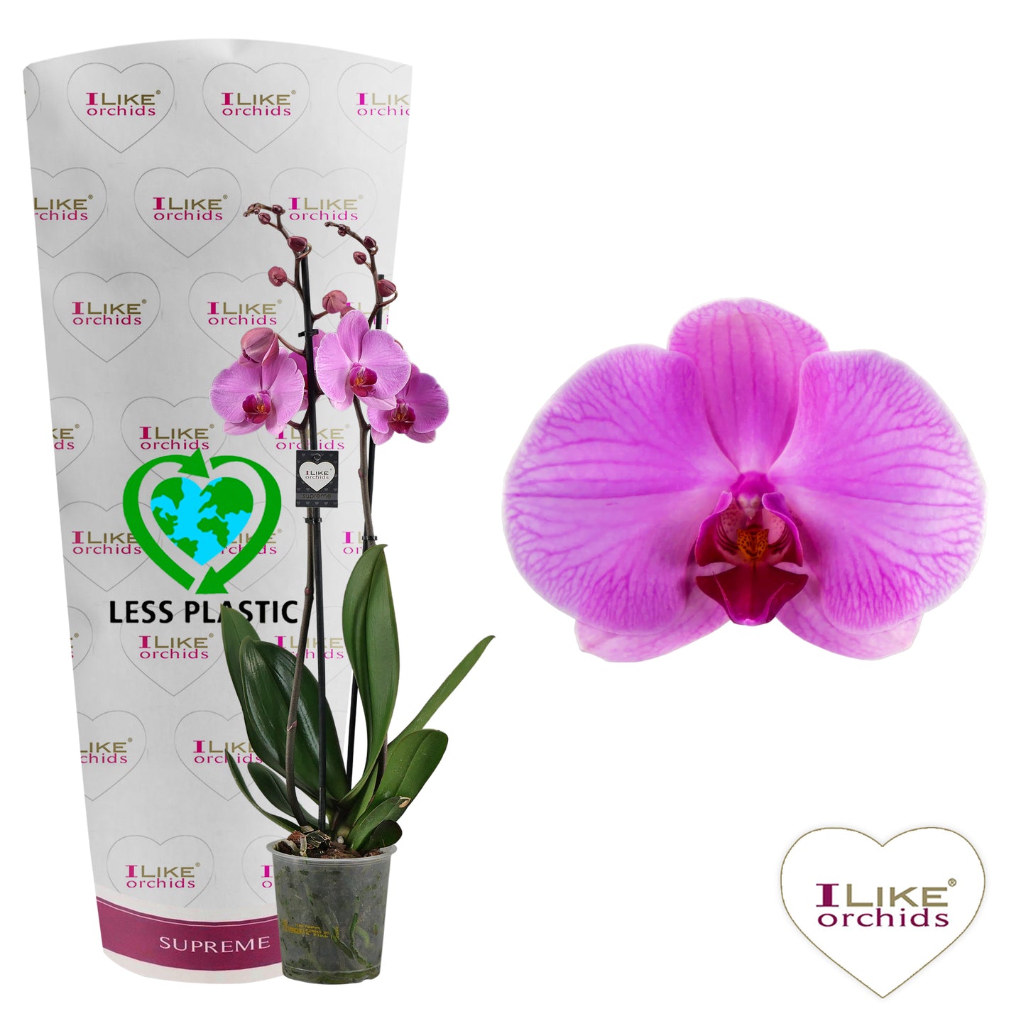 Phalaenopsis Orlando 75cm 12cm Pot