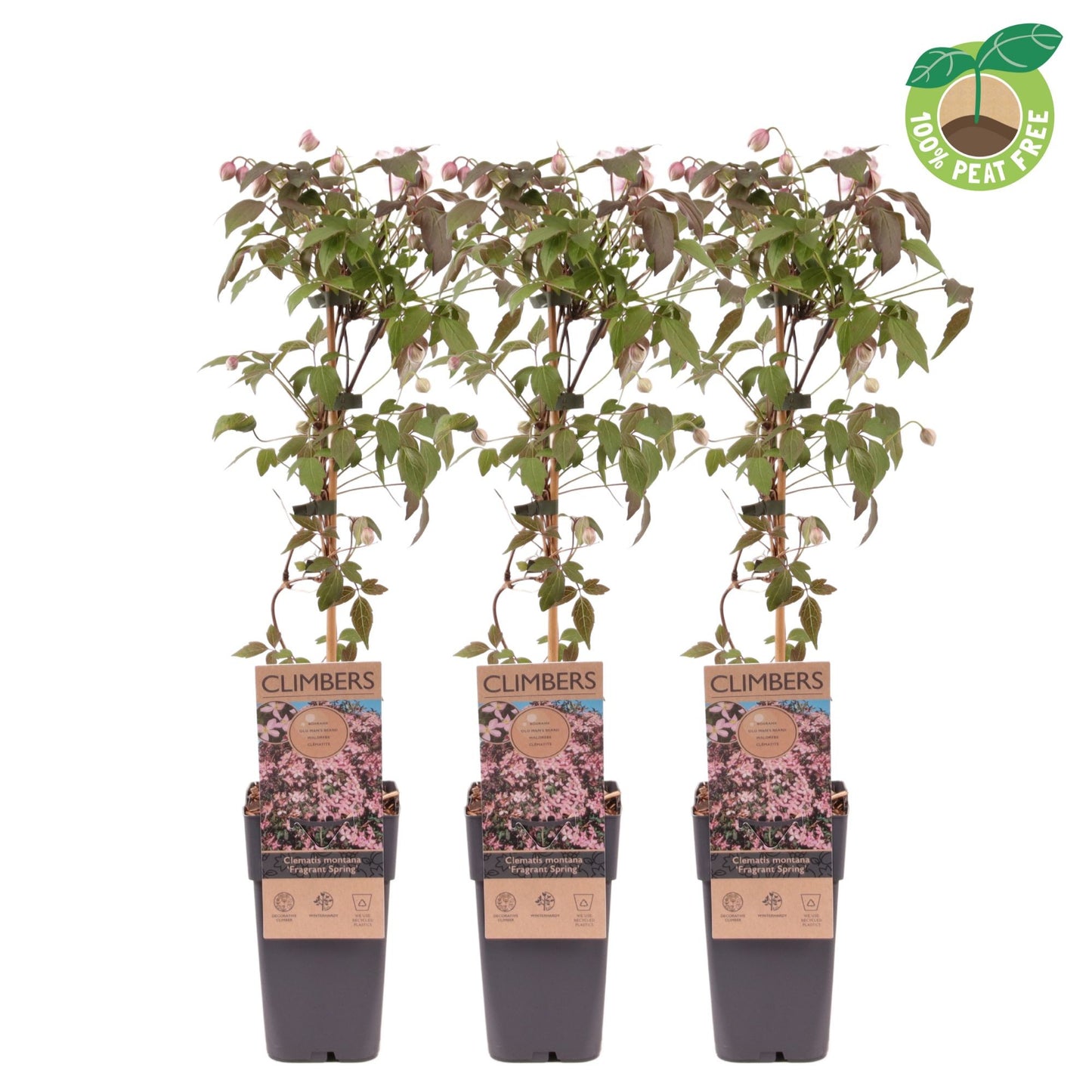 Streng Growers B.V. Clematis montana Fragrant Spring Pack of 10
