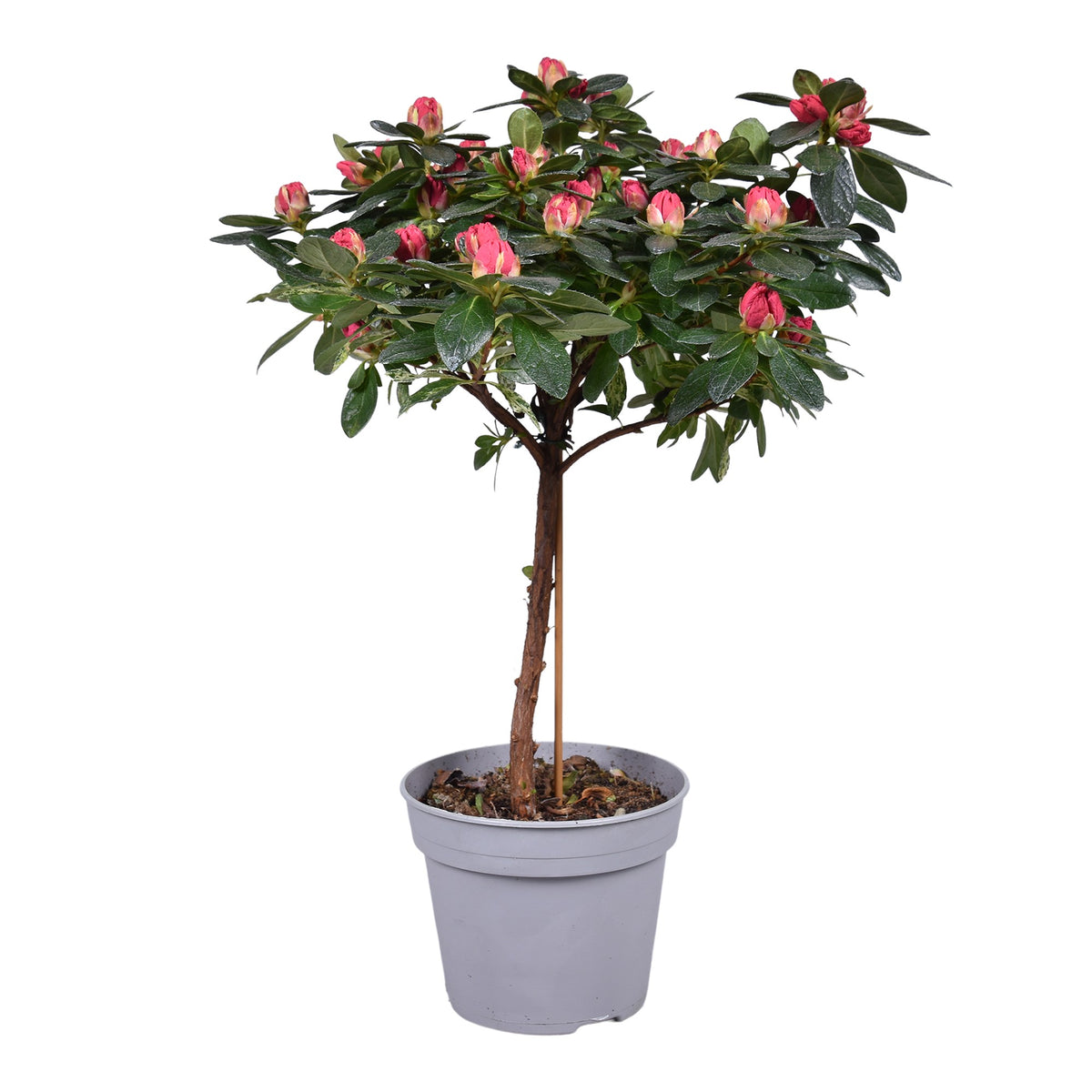 Rhododendron Bloombux 35cm 13cm Pot