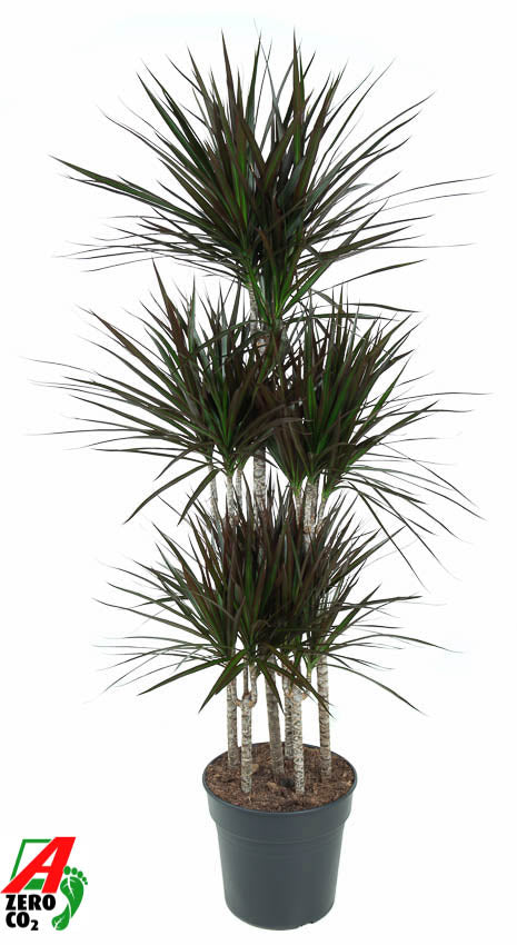 Ammerlaan Green Innovator Dracaena Magenta caroussel Pack of 1