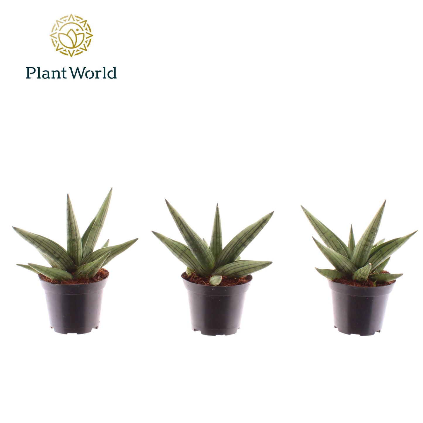 Sansevieria cylindrica 20cm 7cm Pot