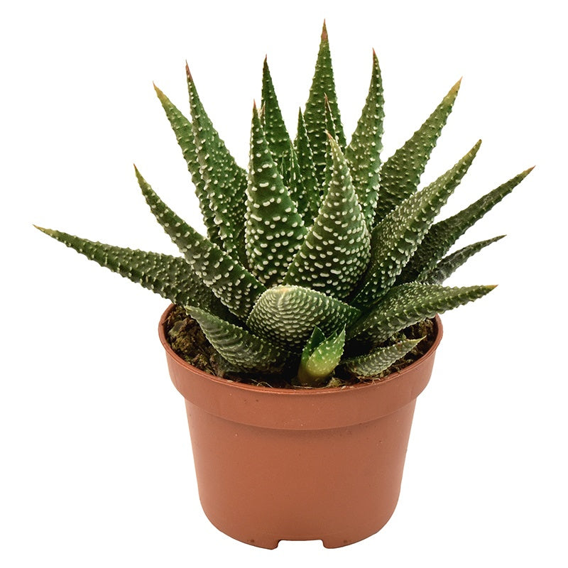 Haworthia Universe 9cm 6cm Pot