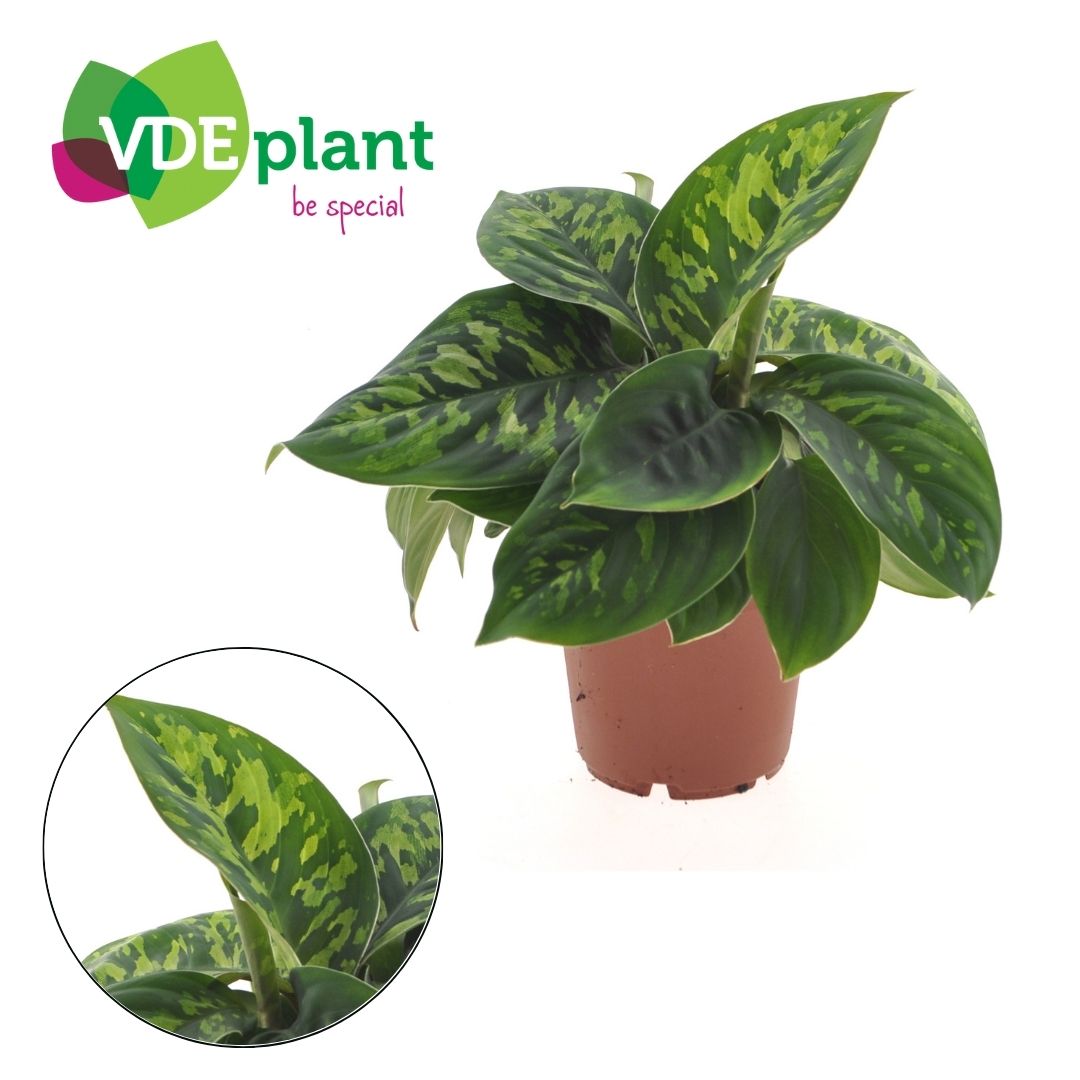 Homalomena wal. Camouflage 30cm 12cm Pot