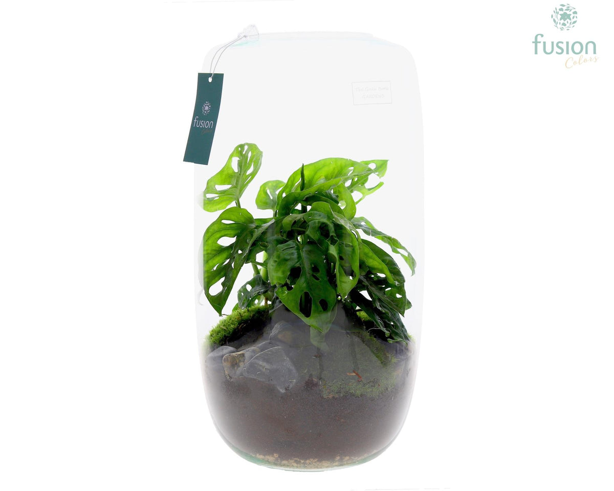 Green Bottle Isabella XXLarge met Monstera 43cm 23cm Pot