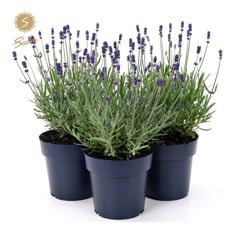 Lavandula ang. Felice Purple 35cm 15cm Pot