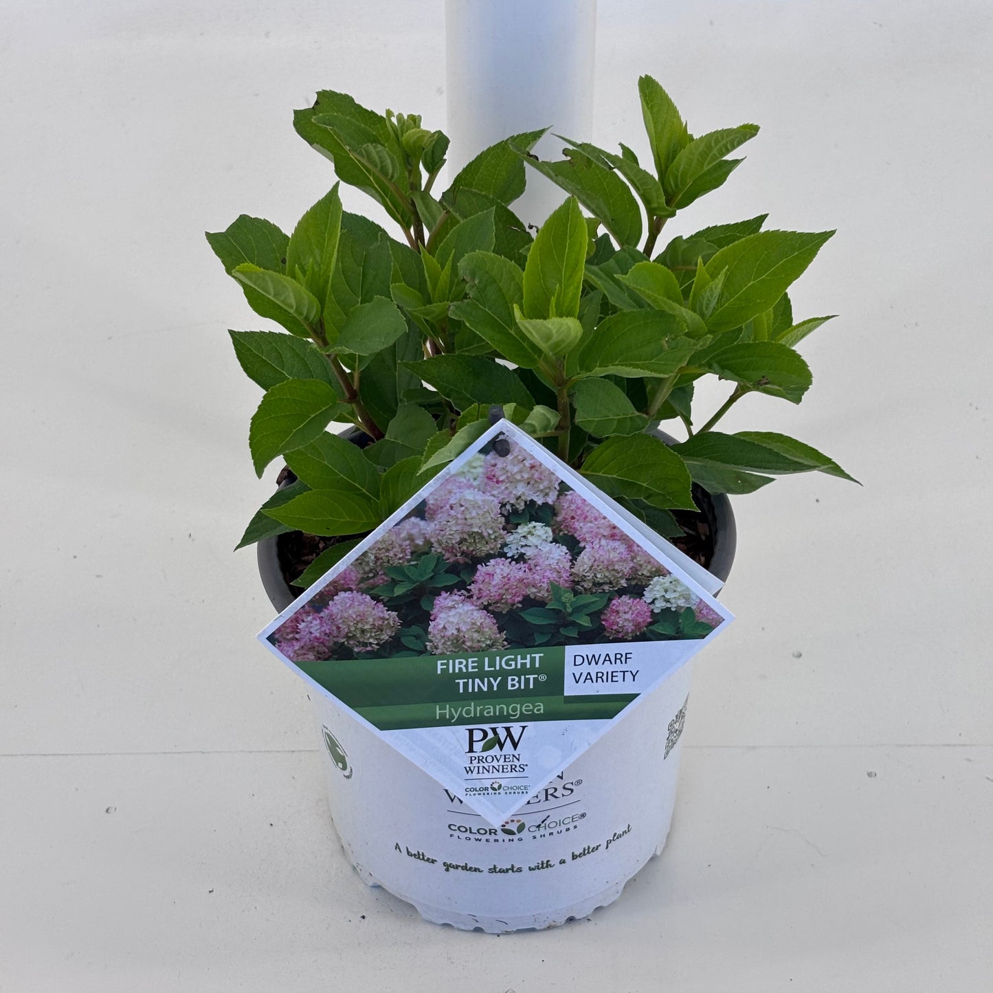 Hydrangea pan. Firelight Tiny Bit 25cm 19cm Pot