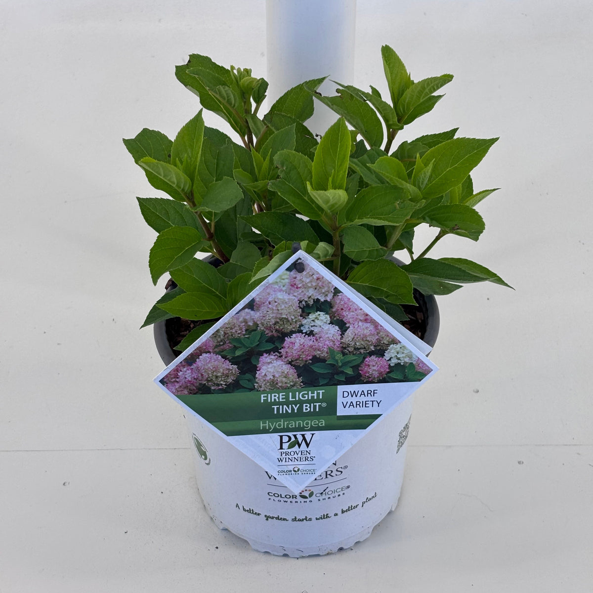Hydrangea pan. Firelight Tiny Bit 25cm 19cm Pot