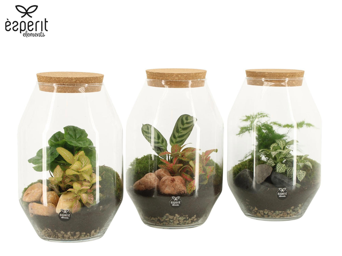 Glass Terrarium 25cm 17cm Pot