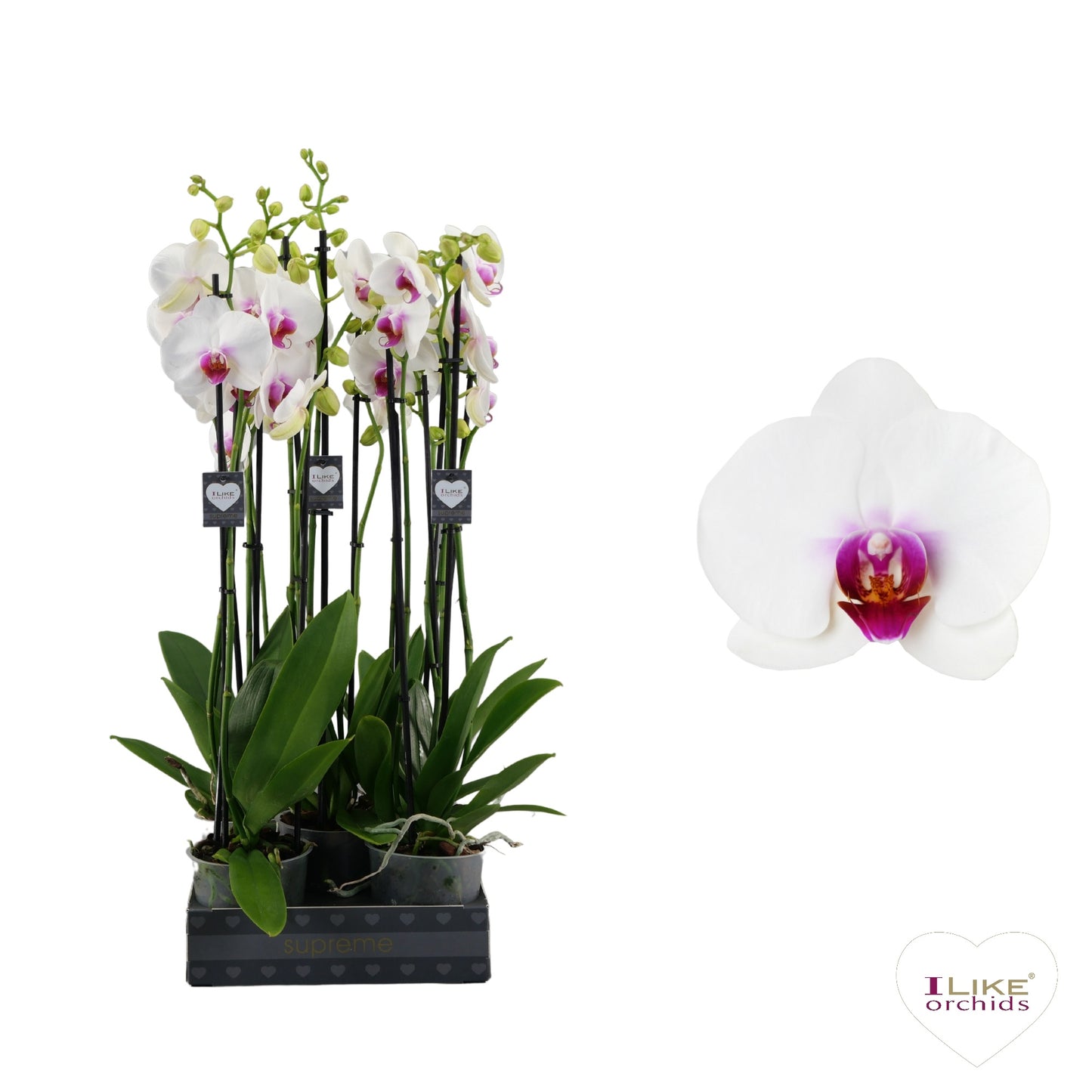 Phalaenopsis Red Lips 55cm 12cm Pot