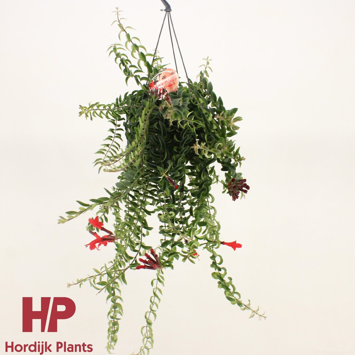 Aeschynanthus Twister Hanging Basket 45cm 15cm Pot