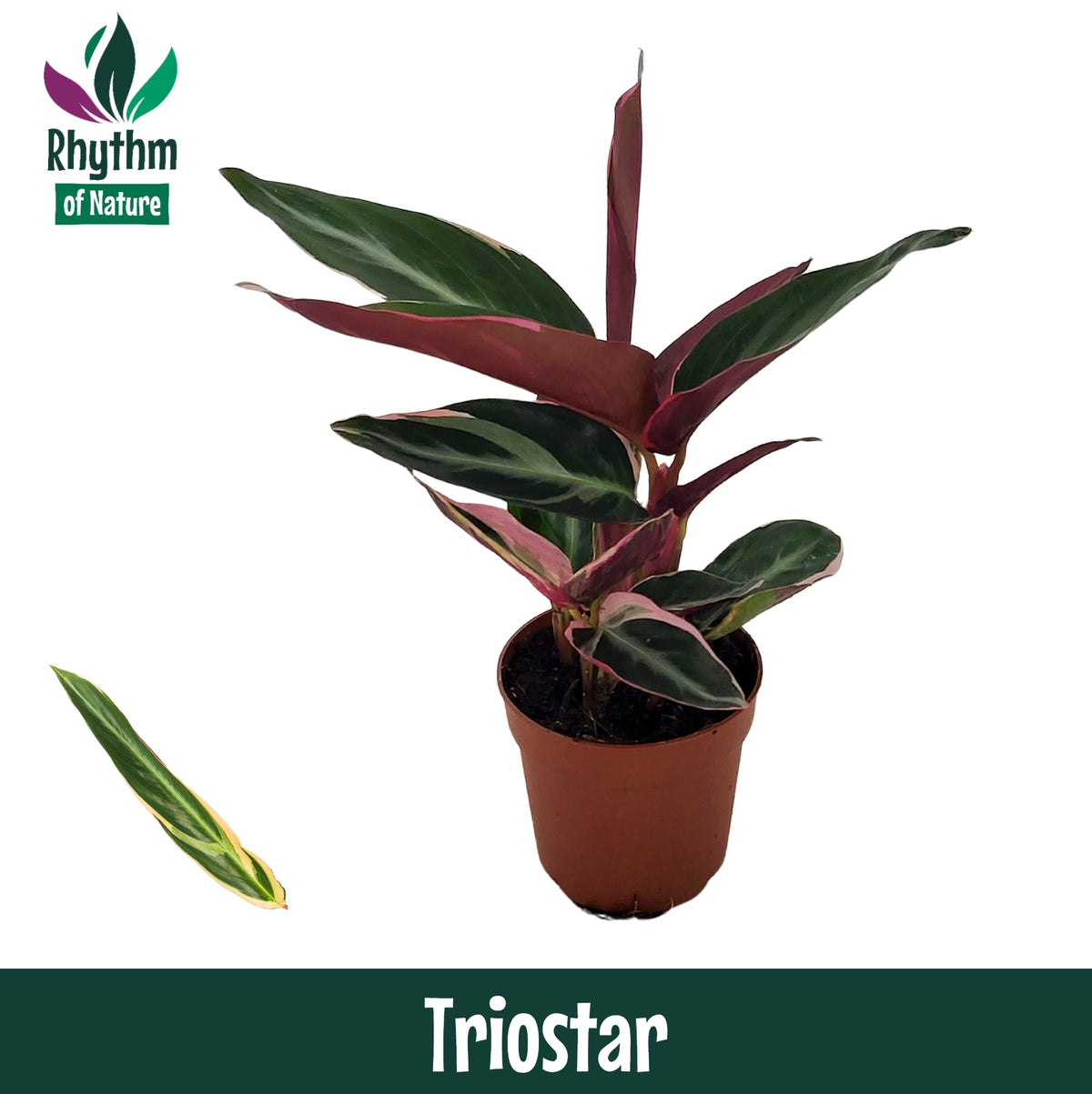 Stromanthe sanguinea triostar 15cm 7cm Pot