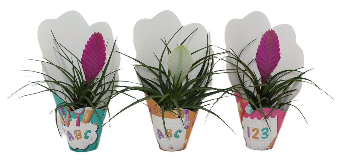 Tillandsia mix 30cm 9cm Pot