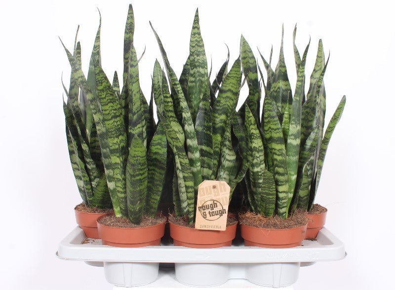 Sansevieria Black Coral 50cm 14cm Pot