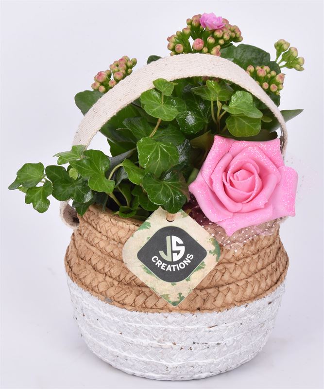 Indoor green arrangement 14cm Pot