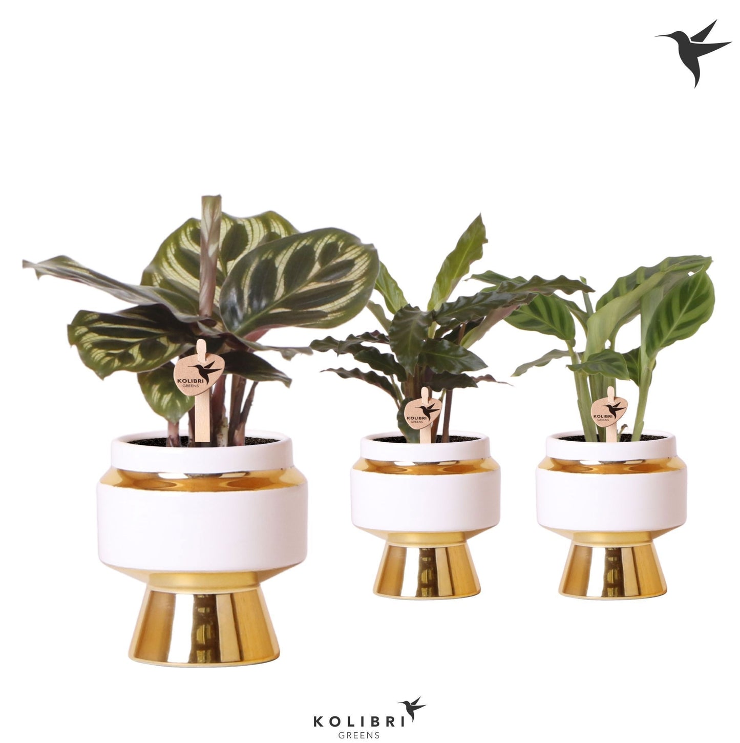 Calathea mix 21cm 6cm Pot