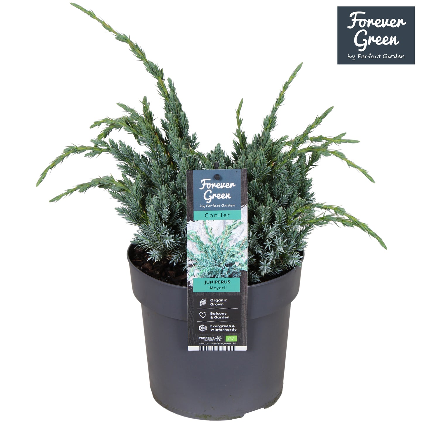 Juniperus Meyeri 40cm 19cm Pot