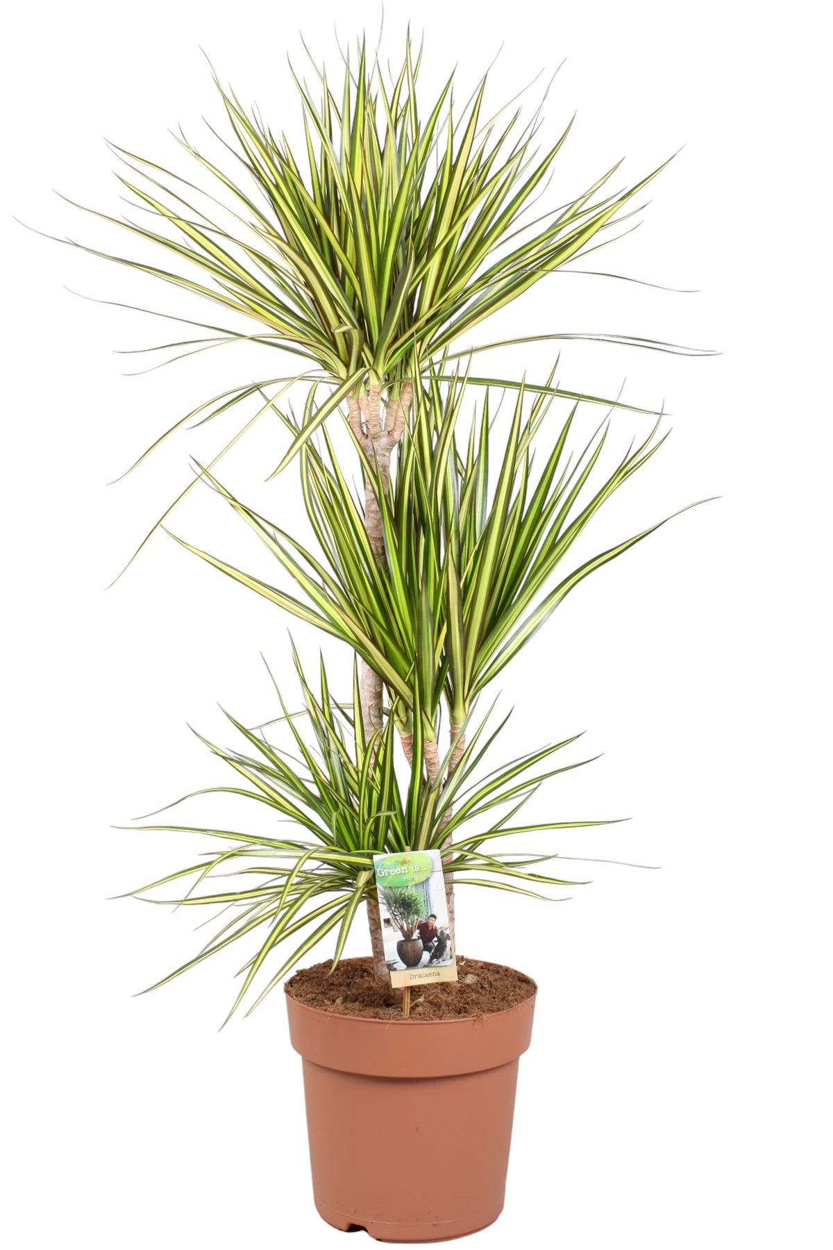 Dracaena Sunray 115cm 24cm Pot