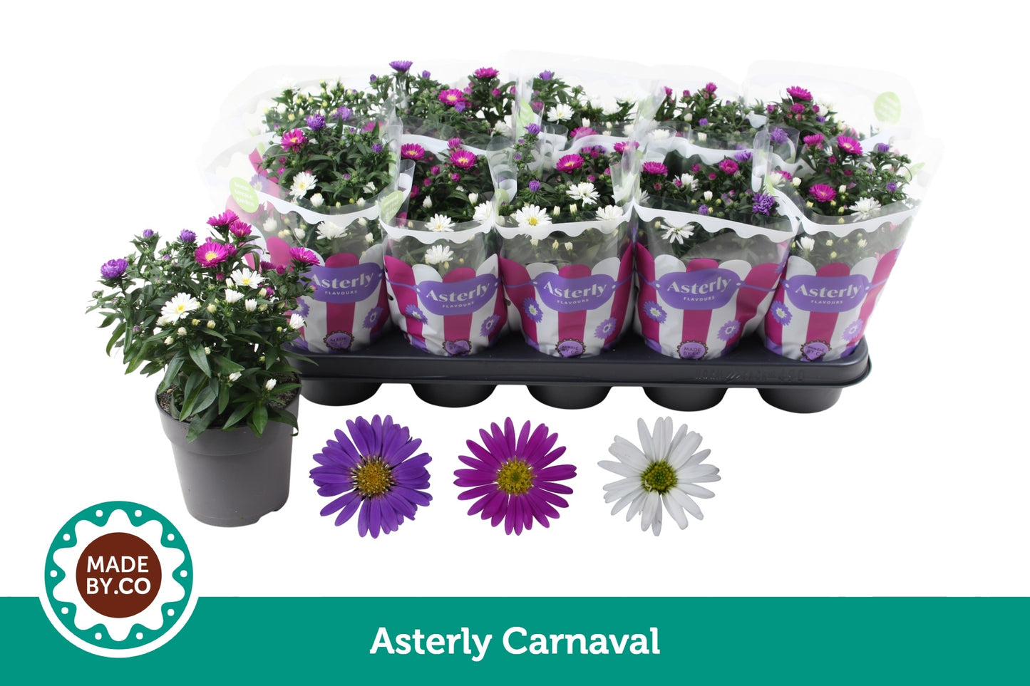 SV.CO Aster nb. Starletta mix Pack of 10