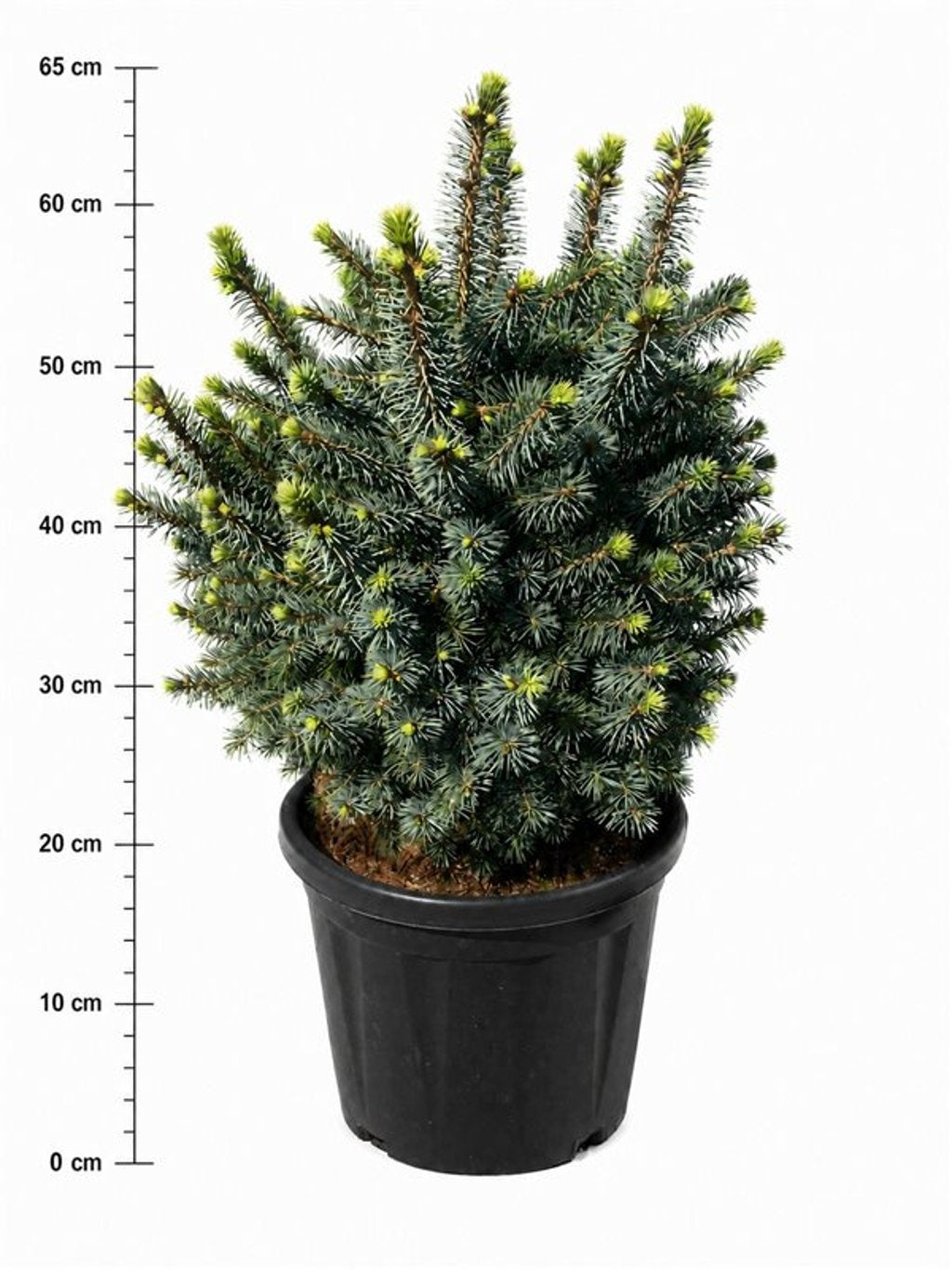 Picea 60cm 32cm Pot