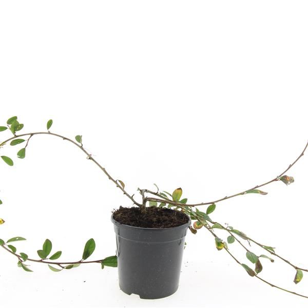 Cotoneaster overig 10cm 14cm Pot