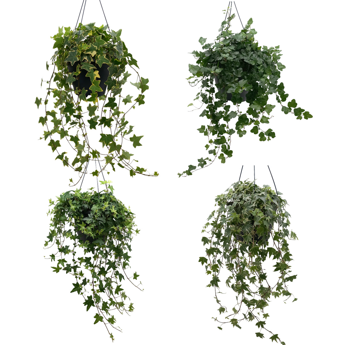 Hedera helix mix 19cm Pot