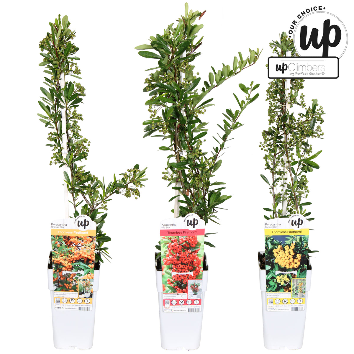 Pyracantha coccinea 65cm 15cm Pot